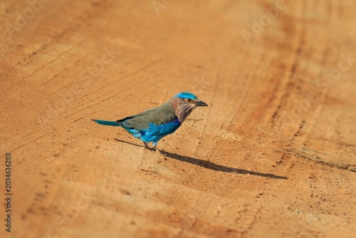 Vibrant Indochinese Roller Standing on a Dirt Road in the Sun
