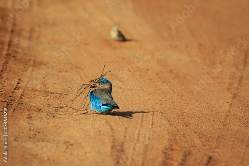 Vibrant Indochinese Roller Standing on a Dirt Road in the Sun