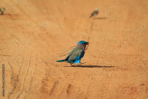Vibrant Indochinese Roller Standing on a Dirt Road in the Sun