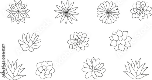 Foto Succulent and flower line drawings set, rosette patterns, agave shapes, stylized