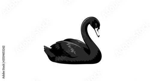 Photos Black Swan Bird Animal.