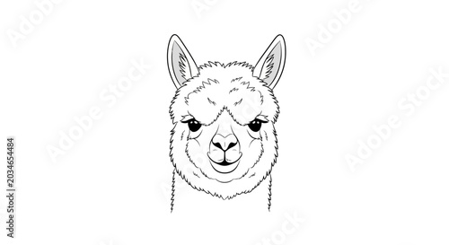 Photos Llama Face Closeup Line Drawing.
