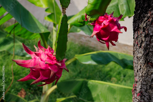Pitahaya, Selenicereus, Selenicereus undatus, Selenicereus costaricensis
