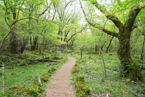 fine spring pathway through old trees