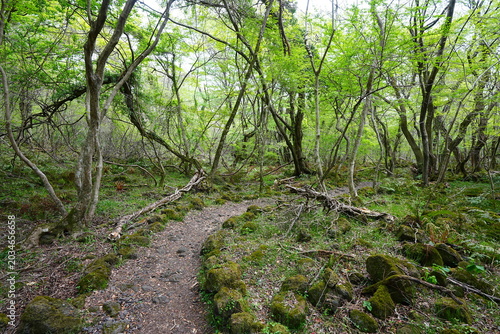 shiny spring forest and path in the gleaming sunlight