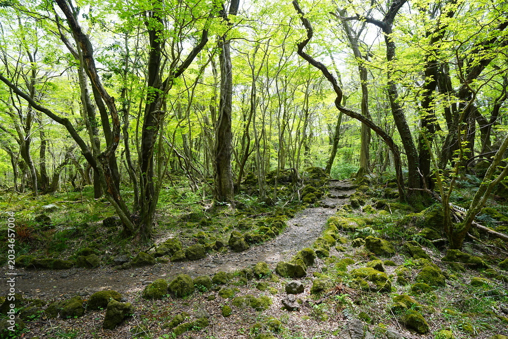 Fototapeta premium fine spring pathway through old trees