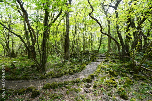 fine spring pathway through old trees