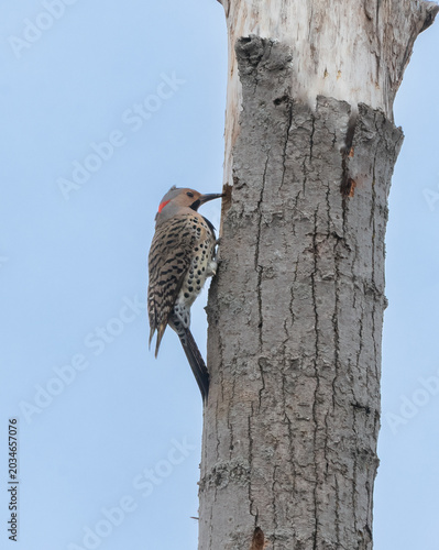Foto Northern Flicker at a nest hole on a dead tree with blue sky background