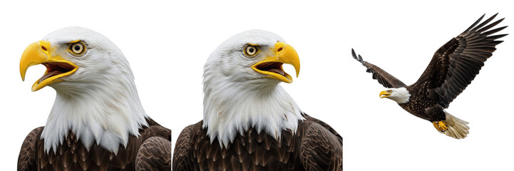 Bald eagle, Haliaeetus leucocephalus, white head, Accipitridae, North American raptor photography, bird of prey, forest river habitat, apex predator specimen, wildlife nature observation, ornithology