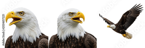 Photos Bald eagle, Haliaeetus leucocephalus, white head, Accipitridae, North American r