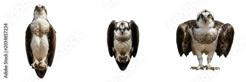 Fotografie Osprey, Pandion haliaetus, white underside, Pandionidae, piscivorous raptor phot