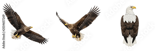Foto White-tailed eagle, Haliaeetus albicilla, pale white tail, Accipitridae, Eurasia