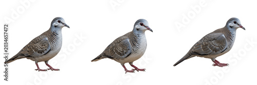 Bild auf Leinwand White-breasted ground dove, Pampusana jobiensis, New Guinea rainforest habitat,