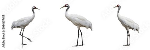 Photos Whooping crane, Grus americana, white body, Gruidae, North American estuarine ha