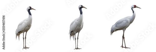 фотографія White-naped crane, Antigone vipio, pale white tones, Gruidae, East Asian wet gra
