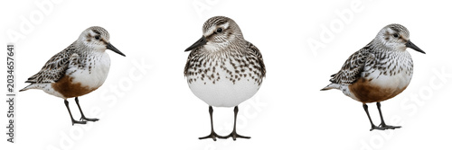 Photos Sanderling, Calidris alba, white winter plumage, Scolopacidae, ocean beach shore