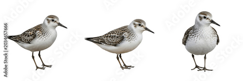 Foto White-rumped sandpiper, Calidris fuscicollis, arctic tundra breeding habitat, sh