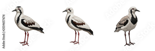 Cuadro en lienzo White lapwing, Vanellus vanellus, pale tones, leucistic northern lapwing, Charad