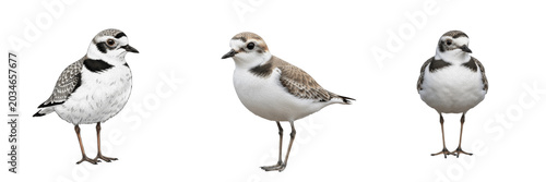 Photos Snowy plover, Charadrius nivosus, white plumage, Charadriidae, coastal beach nes
