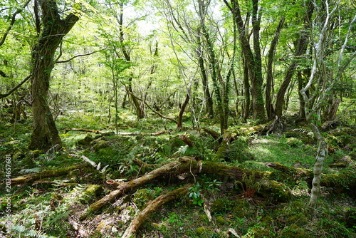 primeval forest in the spring sunlight