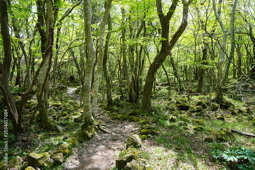 shiny spring forest and path in the gleaming sunlight