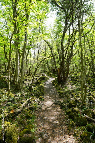 shiny spring forest and path in the gleaming sunlight
