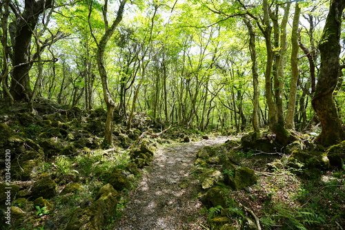 fine spring pathway through old trees