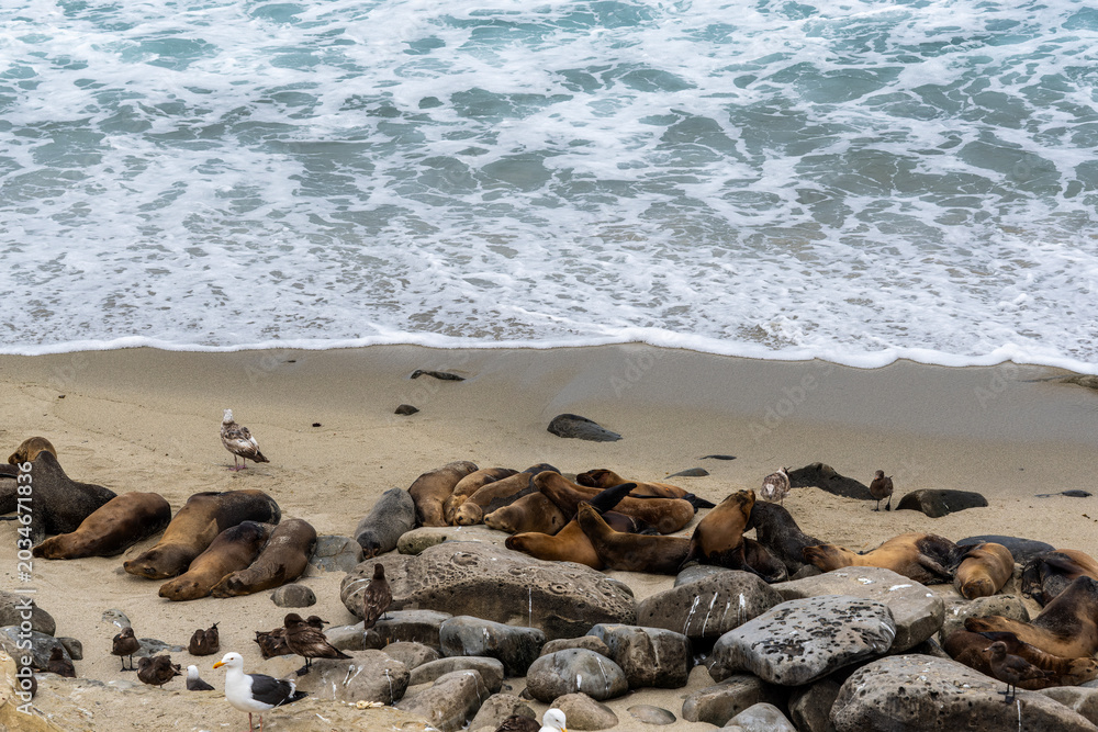 Obraz premium Sea Lions of La Jolla Cove in San Diego