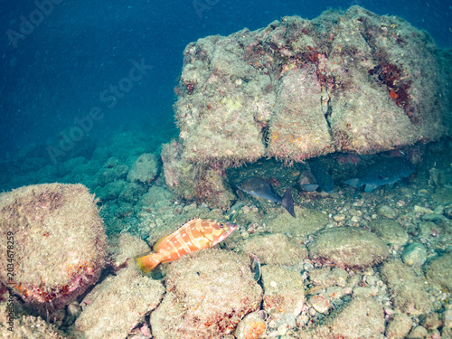 Photos アカハタ, ハタ科,
イサキ, イサキ科,
メジナ, イスズミ科,
（英名学名：Blacktip Grouper, Epinephelus fasciatus,