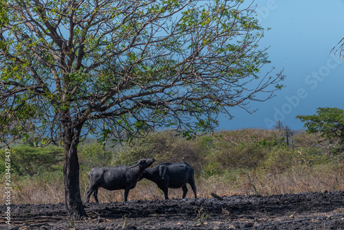 Fotografi Two water buffalos Bubalus bubalis or domestic water buffalos under the tree