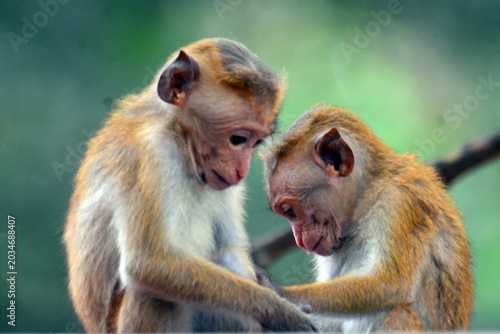 Photography The term Red Monkey in Sri Lanka typically refers to the Toque Macaque (Macaca