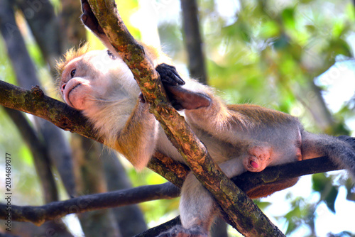 Photography The term Red Monkey in Sri Lanka typically refers to the Toque Macaque (Macaca