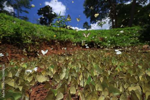 Photos Pieridae Butterflies are feeding mineral at Pang Sida National Park in Sa Kaeo Province,Thailand