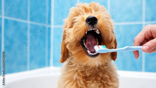 golden retriever dog brushing teeth with toothbrush in bathroom