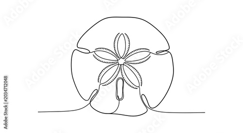 Minimalist sand dollar line art