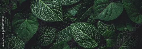 Fotografía A close-up view of lush green leaves, showcasing intricate textures and patterns