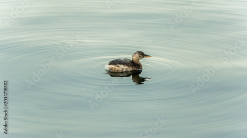 Canvas Print Lesser grebes swimming leisurely on Chinese lakes, a wild waterbird ecosystem