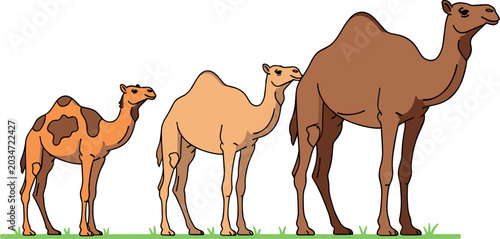 Foto Flat Design Three Camel Group Vector Illustration with Different Sizes and Color