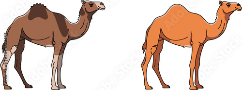 Tableau sur toile Flat Design Camel Pair Vector Illustration with Two Color Variants for Desert, W