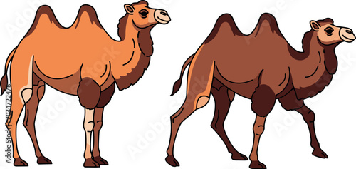 Tableau sur toile Flat Design Bactrian Camel Pair Vector Illustration with Two Humps and Color Var