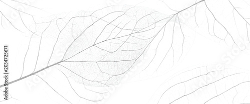 Tableau sur toile Delicate skeletonized leaf veins forming a subtle organic pattern on a white bac
