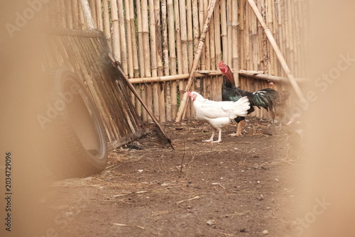 Free-range chickens in a rustic farmyard setting with bamboo fence