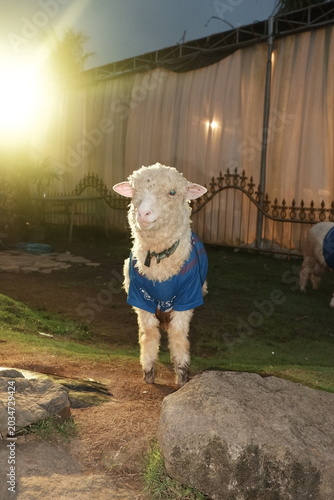 Sheep wearing a blue shirt in the sun