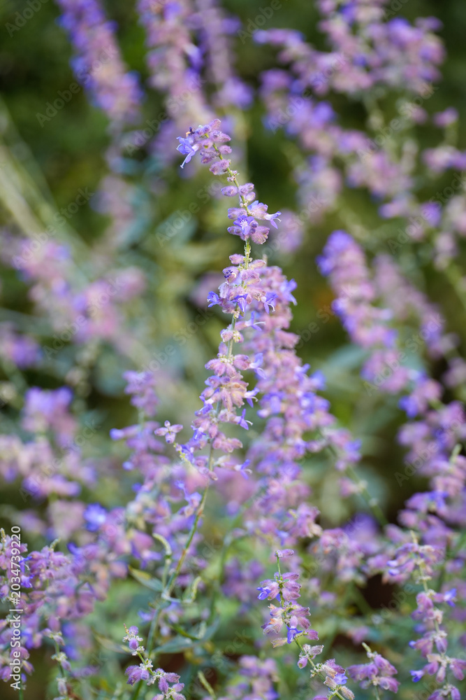 Obraz premium Russian Sage Purple Flowers in Garden, selective focus