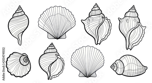 Photography Seashell Collection: Hand-Drawn Line Art Illustrations of Ocean Mollusks
