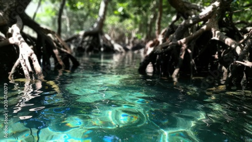 Clear Tropical Mangrove Roots Over Turquoise Water in Shaded Coastal Forest Channel