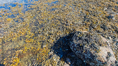 Photos Spiral wrack seaweed growing on a beach. Fucus Spiralis.