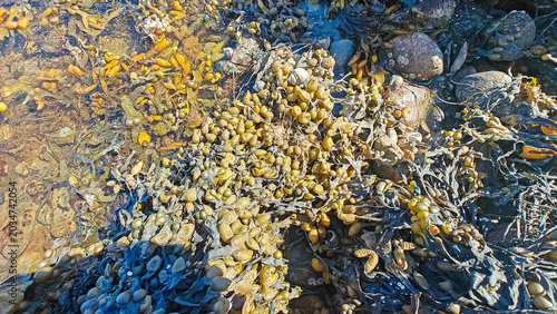 Fotografi Spiral wrack seaweed growing on a beach. Fucus Spiralis.