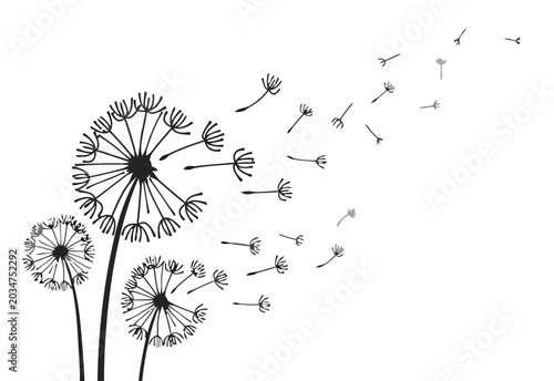 Dandelion flower blowing in wind, hand drawn black and white illustration