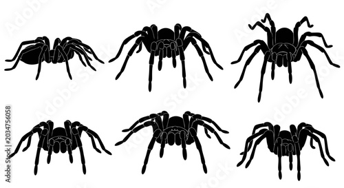 Schilderij op canvas Set of six black tarantula spider silhouettes on white background